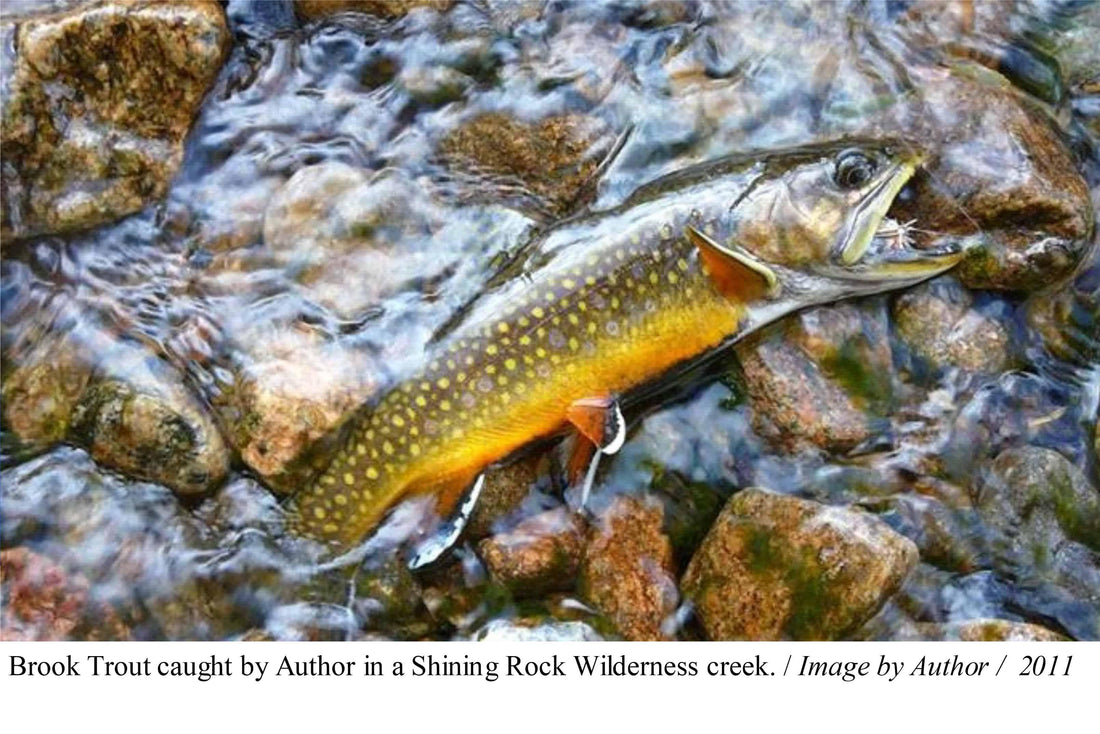 The Elusive Southern Appalachian Brook Trout - Mojo Sportswear Company